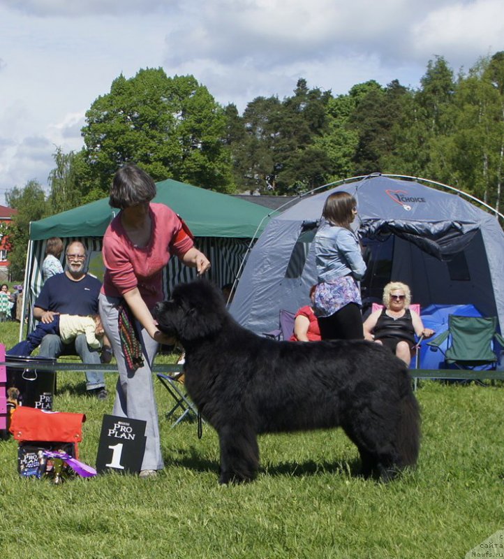 Фото: ньюфаундленд Smigar Gordon Fellow (Смигар Гордон-Феллоу)