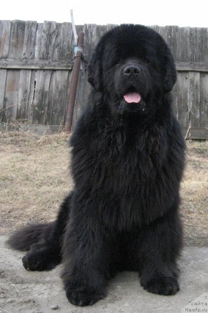 Фото: ньюфаундленд Dans Memori F'yudjan Rif (Данс Мемори Фьюджан Риф)