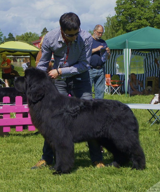 Фото: ньюфаундленд Aquatoriya Kelvin Flash Royal (Акватория Келвин Флэш Ройал)