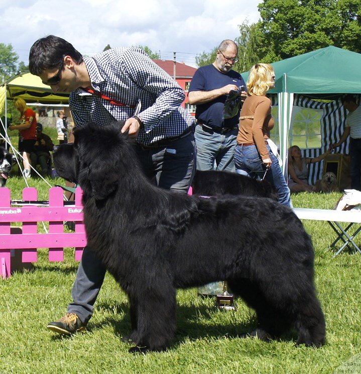 Фото: ньюфаундленд Aquatoriya Kelvin Flash Royal (Акватория Келвин Флэш Ройал)