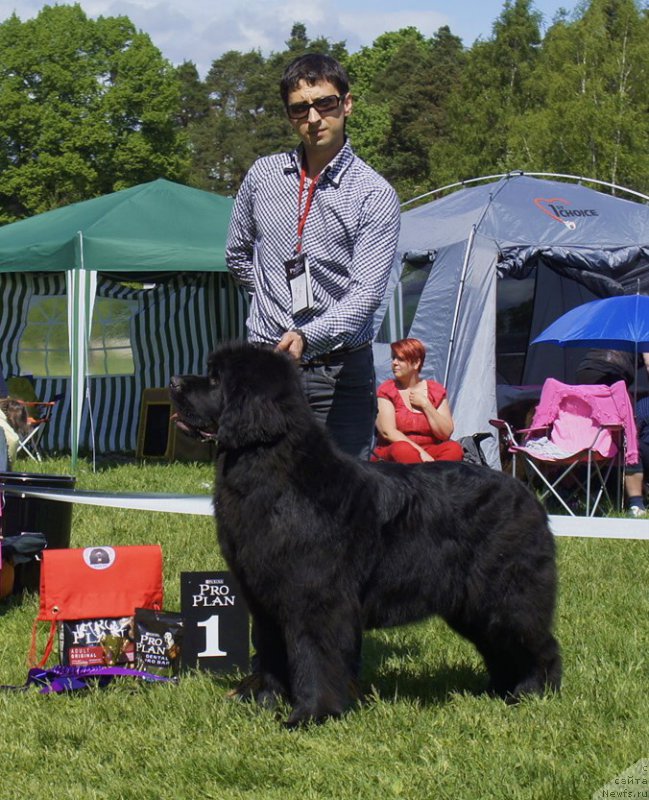 Фото: ньюфаундленд Smigar Galaxsy Shall Win (Смигар Галакси Шелл Вин)