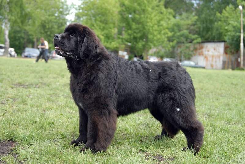 Фотография № 155344