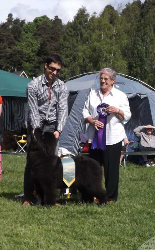 Фото: ньюфаундленд Smigar Time Line (Смигар Тайм Лайн)