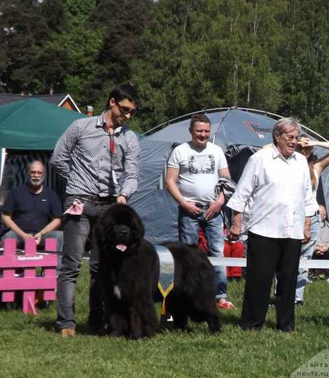 Фото: ньюфаундленд Smigar Love Story (Смигар Лав Стори)