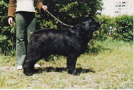 Фото: ньюфаундленд YUma YUjnaya Noch' (Юма Южная Ночь)