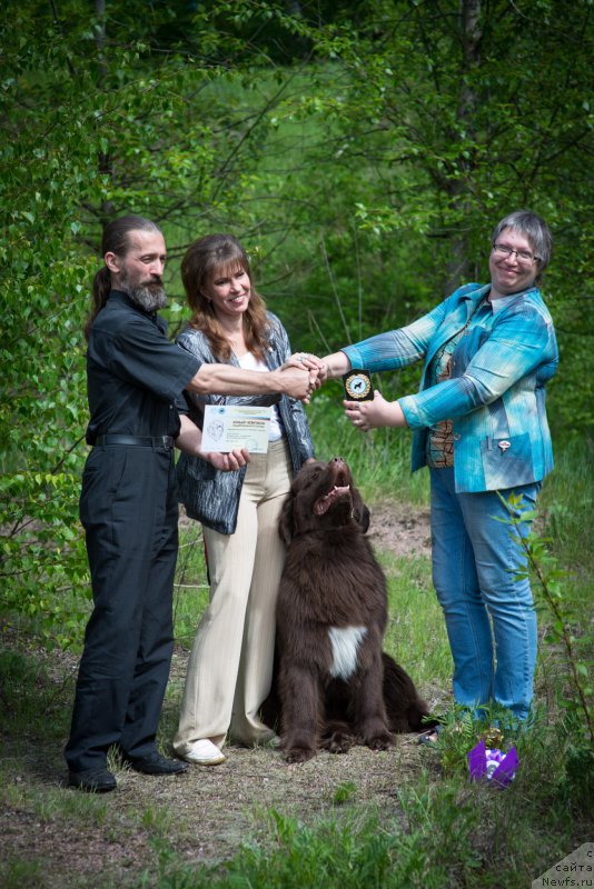 Фото: ньюфаундленд Aquatoriya Kelvin Heather Honey (Акватория Келвин Хизер Хани), Aleksandr Jakov (Александр Жаков), YUliana Nikiforova (Юлиана Никифорова), Ekaterina Benken (Екатерина Бенкен)