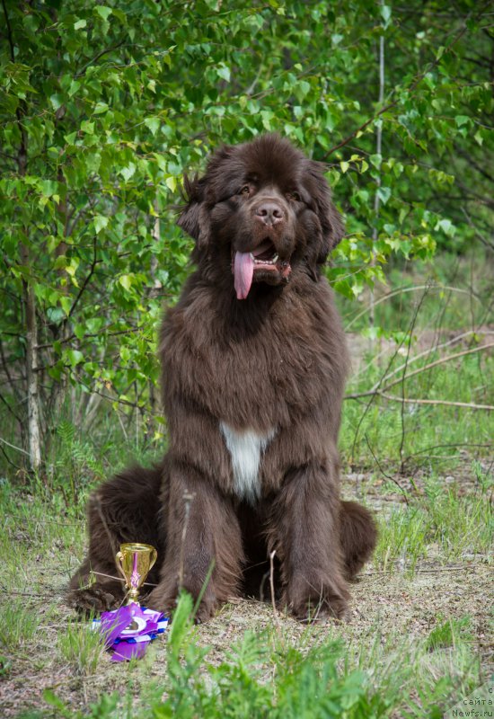 Фото: ньюфаундленд Aquatoriya Kelvin Heather Honey (Акватория Келвин Хизер Хани)