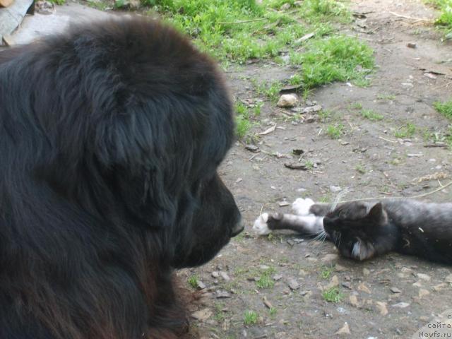 Фото: ньюфаундленд Centavr (Центавр)