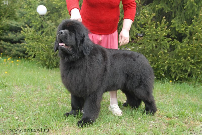 Фото: ньюфаундленд Lunnaya Sonata Dlya Elenyi Grand Byebi (Лунная Соната Для Елены Гранд Бэби)