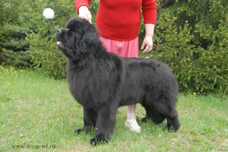 Фото: ньюфаундленд Lunnaya Sonata Dlya Elenyi Grand Byebi (Лунная Соната Для Елены Гранд Бэби)
