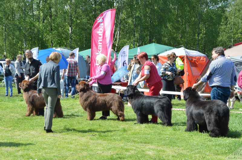 Фото: ньюфаундленд I Follow The Sun de L'Etoile de Cyrice, ньюфаундленд Vaskipuron Hercules Hirmuinen, ньюфаундленд Aarnikarhun Harum Scarum, ньюфаундленд Cayuga Mescalero