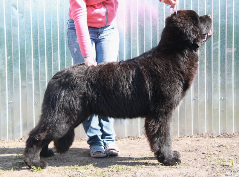 Фото: ньюфаундленд Akvian Song Lars Berger (Аквиан Сонг Ларс Бергер)