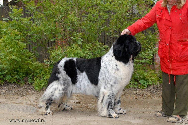 Фотография № 155403