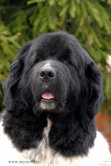 Фотография № 155406