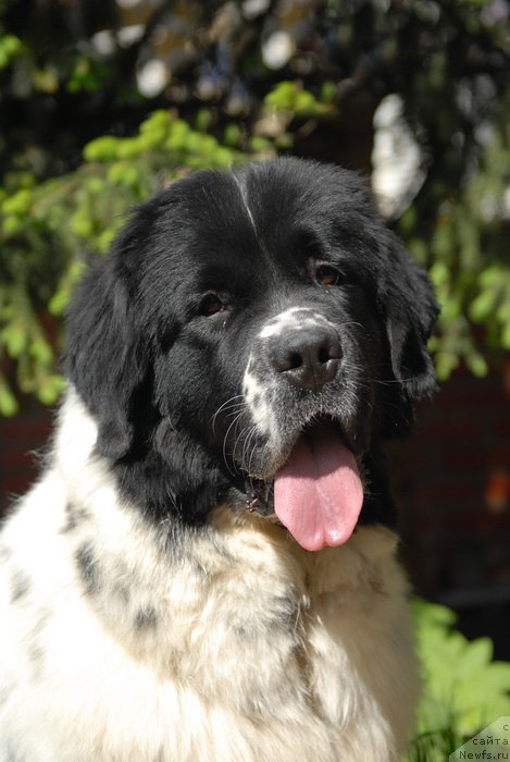 Фото: ньюфаундленд Sent Djons Evelasting Love (Сент Джонс Евеластинг Лове)