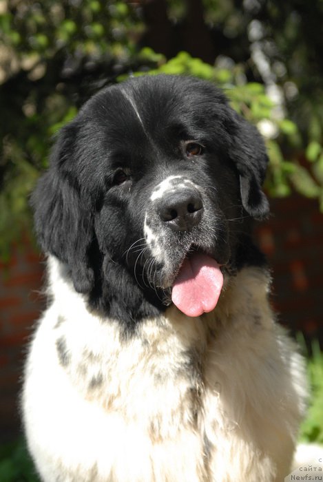 Фотография № 155412