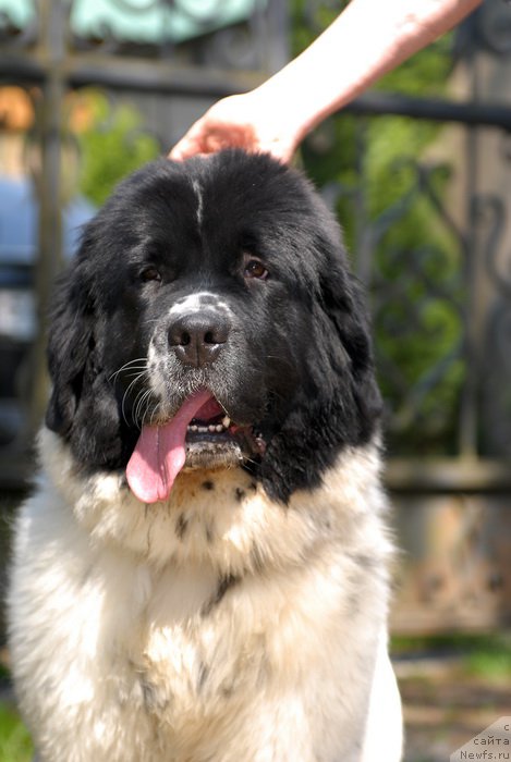 Фотография № 155413