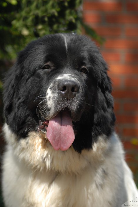 Фотография № 155415