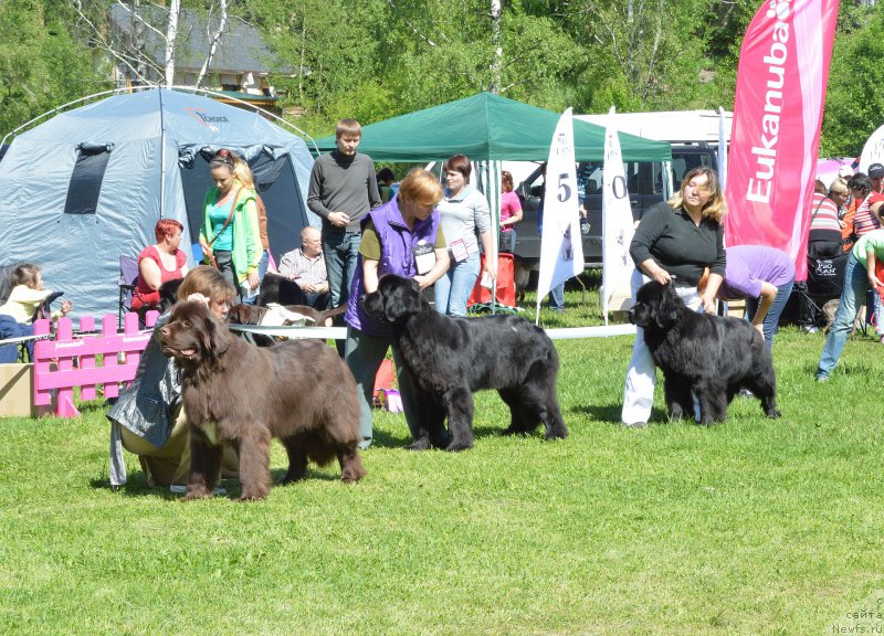 Фото: ньюфаундленд Aquatoriya Kelvin Heather Honey (Акватория Келвин Хизер Хани), ньюфаундленд Beguschaya po Volnam Shade Color of Life (Бегущая по Волнам Шадэ Колор оф Лифе), ньюфаундленд Fluffy Avalanch Exclusive Dream (Флюфи Аваланч Эксклюсиве Дрим)