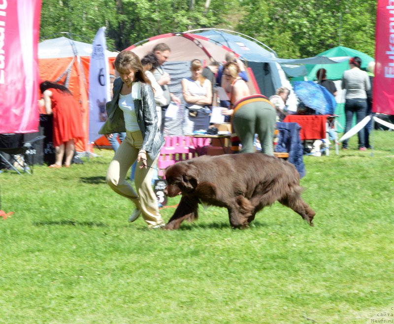 Фото: ньюфаундленд Aquatoriya Kelvin Heather Honey (Акватория Келвин Хизер Хани)
