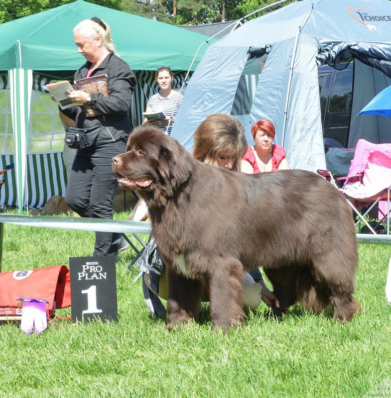 Фото: ньюфаундленд Aquatoriya Kelvin Heather Honey (Акватория Келвин Хизер Хани)