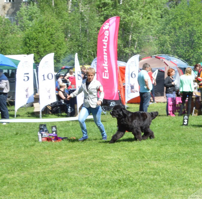 Фото: ньюфаундленд Fairweathers Rare and Precious