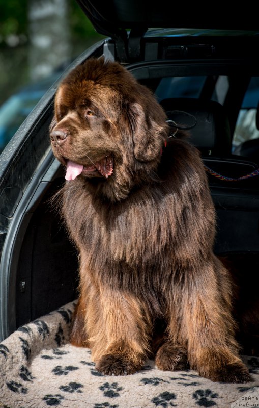Фото: ньюфаундленд Aquatoriya Kelvin Royal Teddy Bear (Акватория Келвин Ройал Тедди Беар)