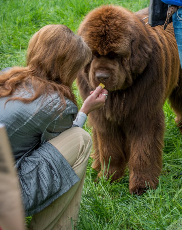 Фото: ньюфаундленд Aquatoriya Kelvin Royal Teddy Bear (Акватория Келвин Ройал Тедди Беар), YUliana Nikiforova (Юлиана Никифорова)