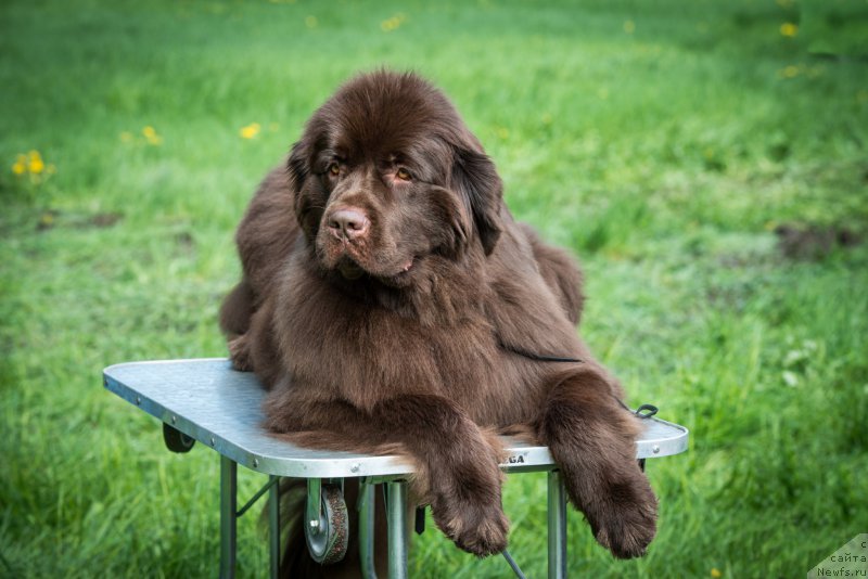 Фото: ньюфаундленд Aquatoriya Kelvin Heather Honey (Акватория Келвин Хизер Хани)