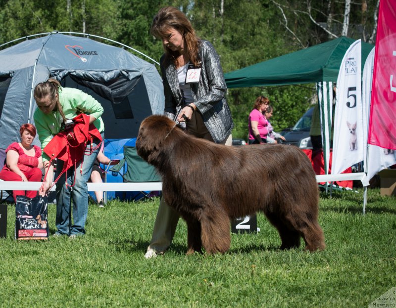 Фото: ньюфаундленд Aquatoriya Kelvin Royal Teddy Bear (Акватория Келвин Ройал Тедди Беар), YUliana Nikiforova (Юлиана Никифорова)