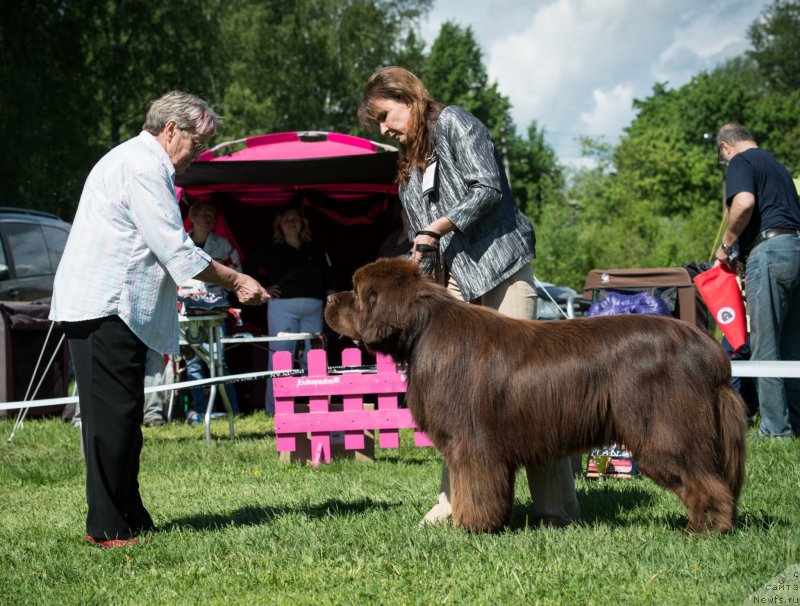 Фото: ньюфаундленд Aquatoriya Kelvin Royal Teddy Bear (Акватория Келвин Ройал Тедди Беар), YUliana Nikiforova (Юлиана Никифорова)