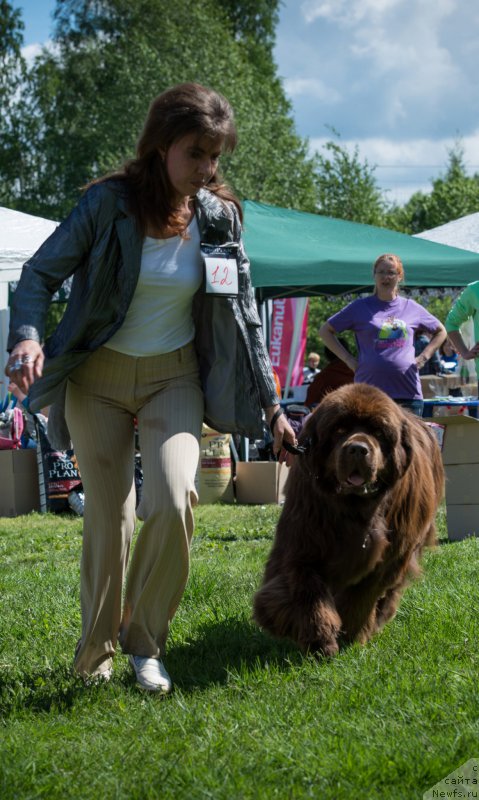 Фото: ньюфаундленд Aquatoriya Kelvin Royal Teddy Bear (Акватория Келвин Ройал Тедди Беар), YUliana Nikiforova (Юлиана Никифорова)