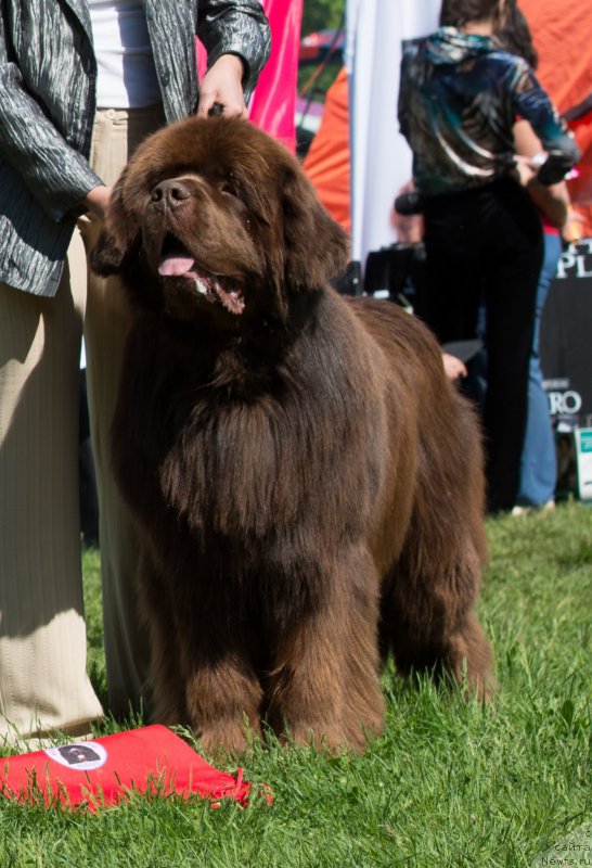 Фото: ньюфаундленд Aquatoriya Kelvin Royal Teddy Bear (Акватория Келвин Ройал Тедди Беар)