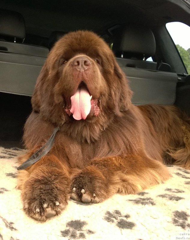 Фото: ньюфаундленд Aquatoriya Kelvin Royal Teddy Bear (Акватория Келвин Ройал Тедди Беар)