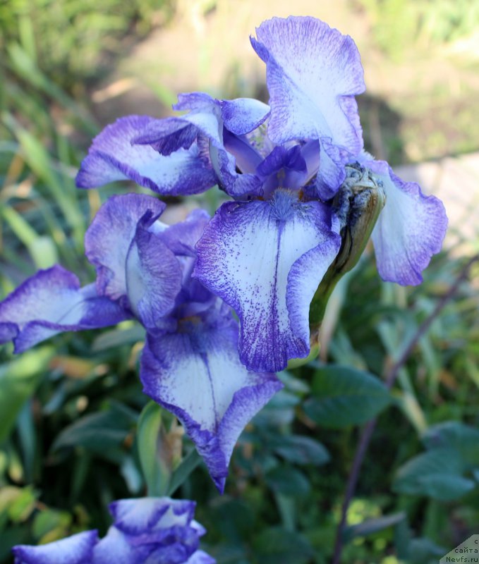 Фотография № 155451