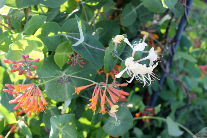 Фотография № 155454