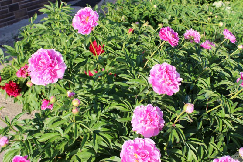 Фотография № 155455