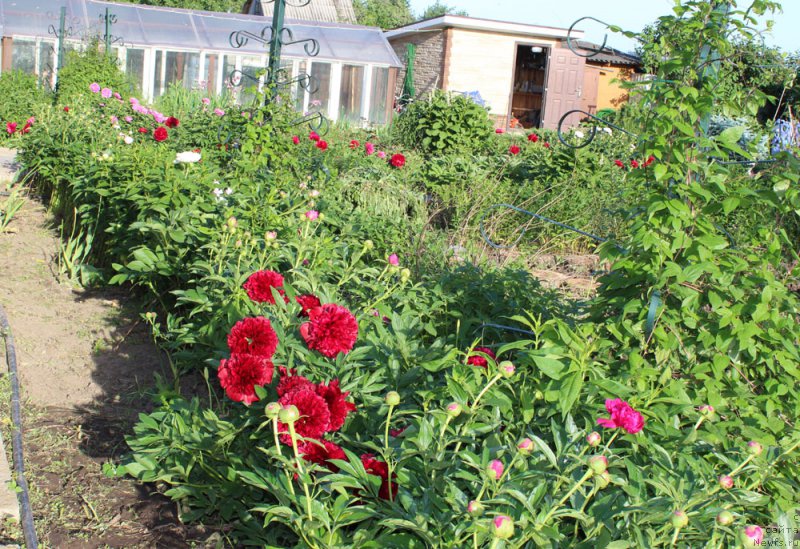 Фотография № 155457