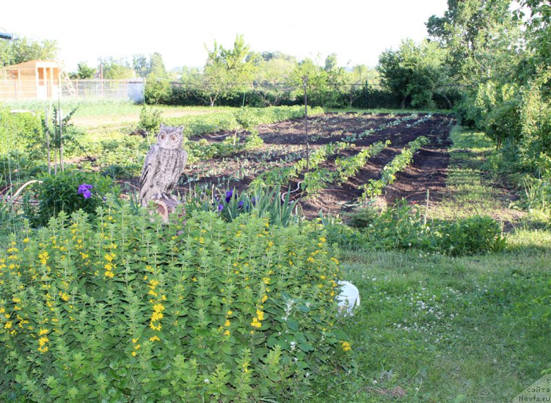 Фотография № 155459