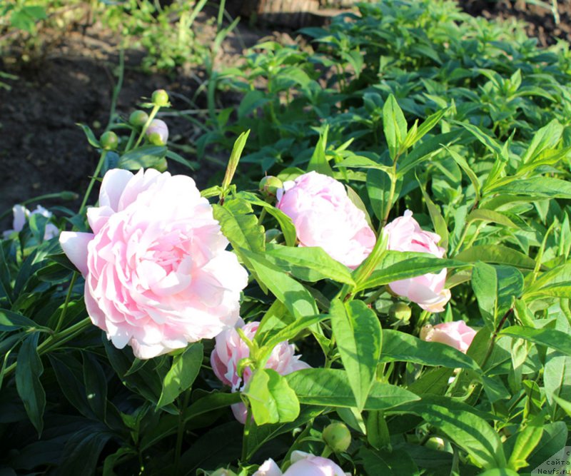 Фотография № 155462