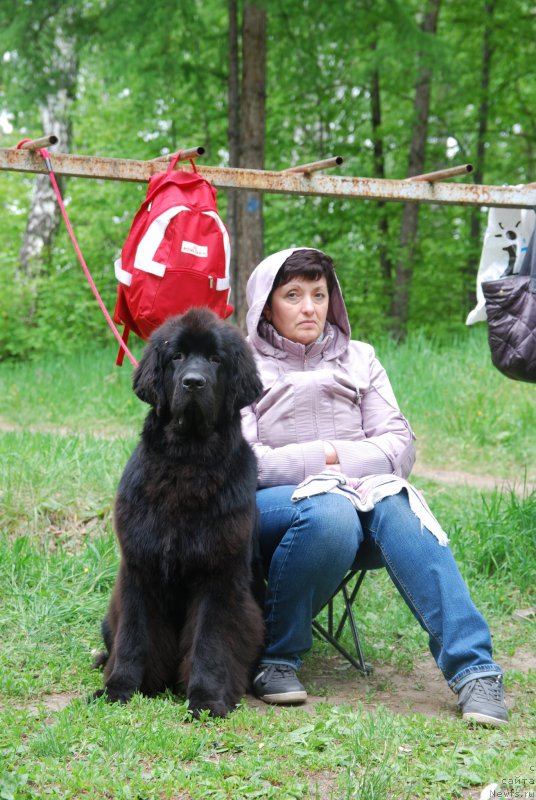 Фото: ньюфаундленд Geneva Moon Bear