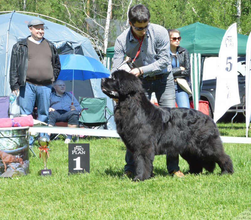 Фото: ньюфаундленд Smigar Galaxsy Shall Win (Смигар Галакси Шелл Вин)