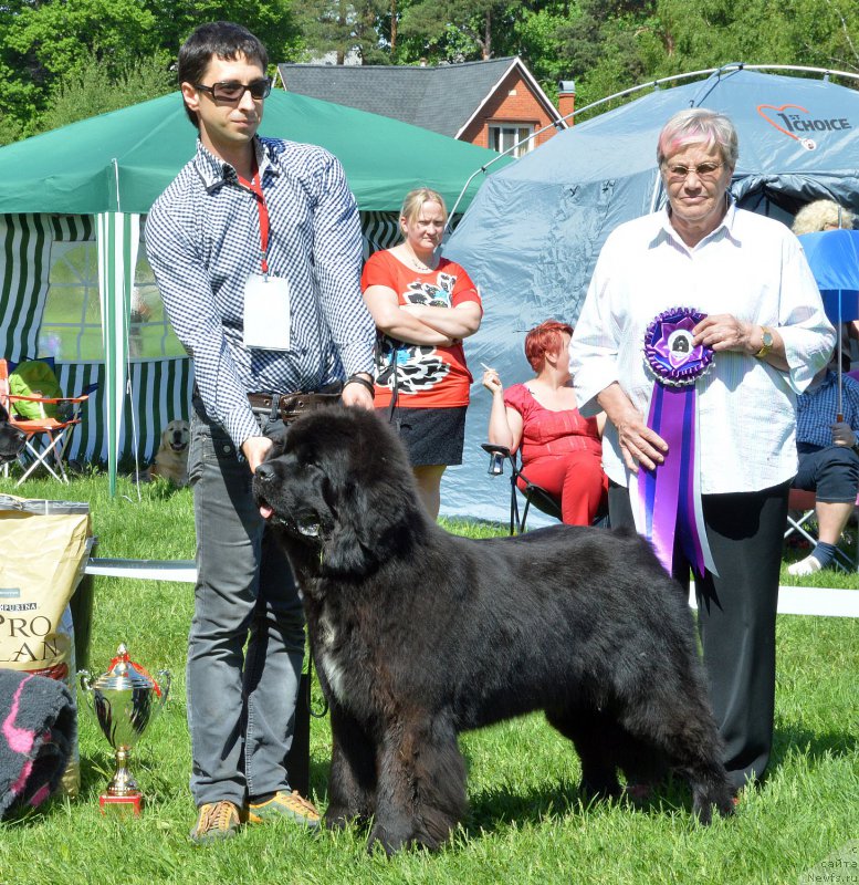 Фото: ньюфаундленд Smigar Love Story (Смигар Лав Стори)