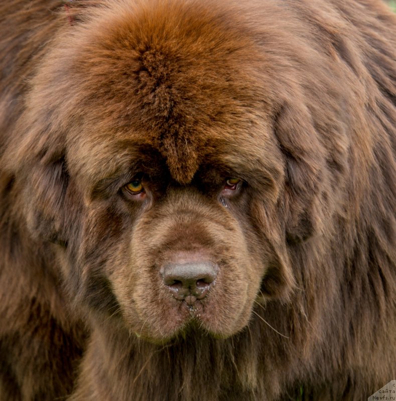 Фото: ньюфаундленд Aquatoriya Kelvin Royal Teddy Bear (Акватория Келвин Ройал Тедди Беар)