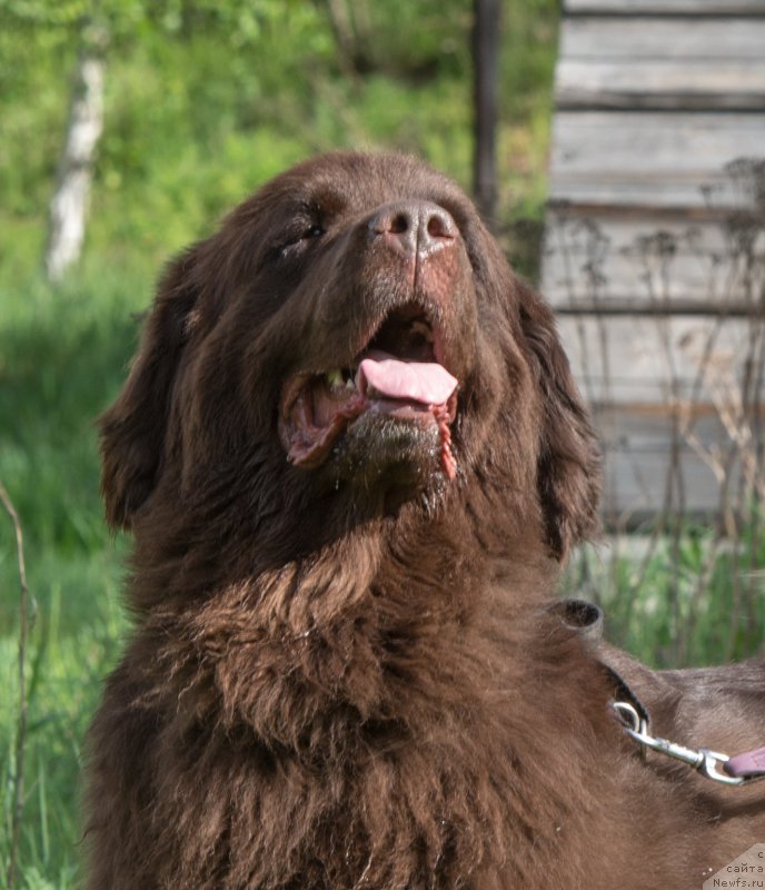 Фото: ньюфаундленд Fann'yuf Aurika Abissiniya (Фанньюф Аурика Абиссиния)