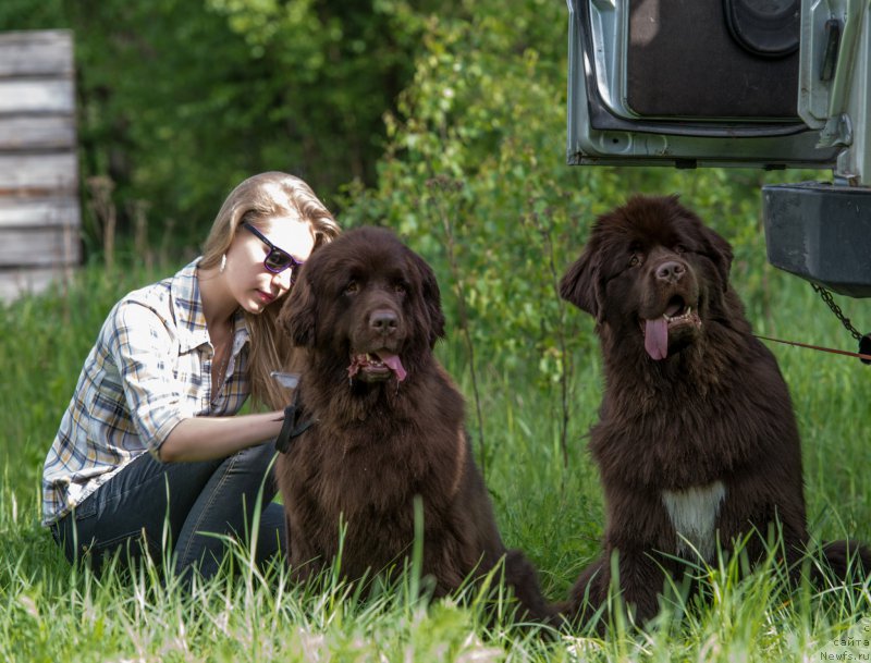 Фото: ньюфаундленд Fann'yuf Aurika Abissiniya (Фанньюф Аурика Абиссиния), ньюфаундленд Aquatoriya Kelvin Heather Honey (Акватория Келвин Хизер Хани), Александра