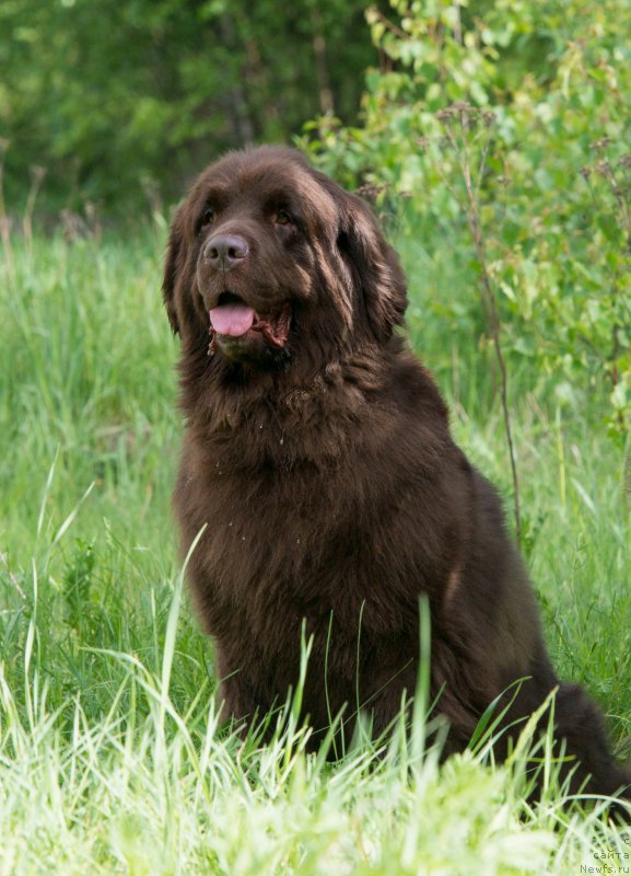 Фото: ньюфаундленд Fann'yuf Aurika Abissiniya (Фанньюф Аурика Абиссиния)