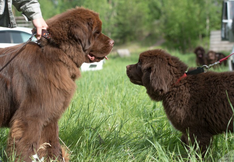 Фото: ньюфаундленд I Follow The Sun de L'Etoile de Cyrice, ньюфаундленд Velyke Malyatko Dnister