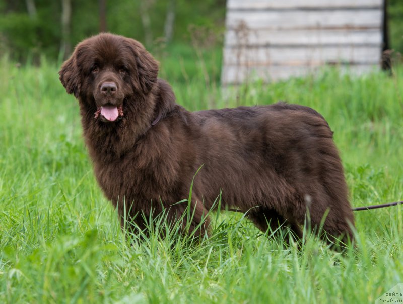 Фото: ньюфаундленд Fann'yuf Aurika Abissiniya (Фанньюф Аурика Абиссиния)