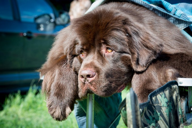 Фото: ньюфаундленд Aquatoriya Kelvin Heather Honey (Акватория Келвин Хизер Хани)